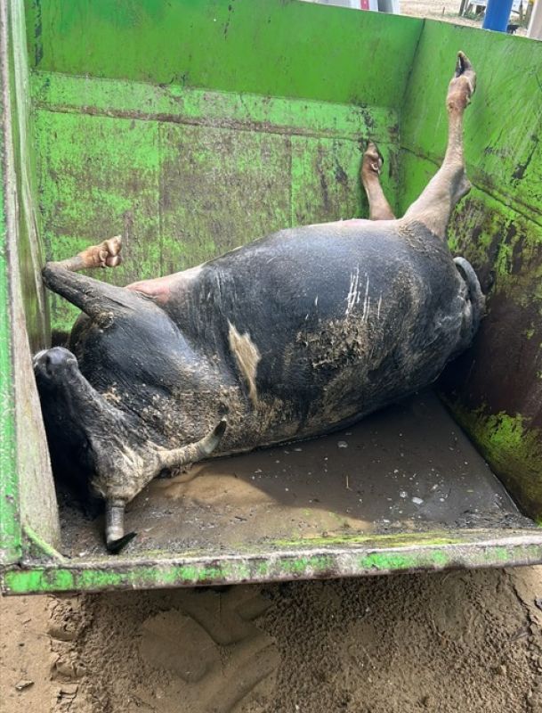 Vaca morta aparece boiando na praia de Laranjeiras