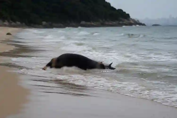Vaca é encontrada boiando na Praia de Laranjeiras, em Balneário Camboriú