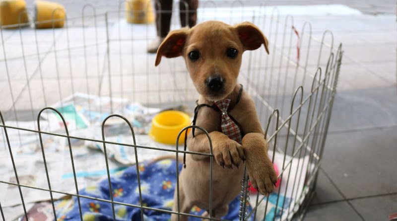 Feiras de adoção levam cães e gatos a lojas de SC