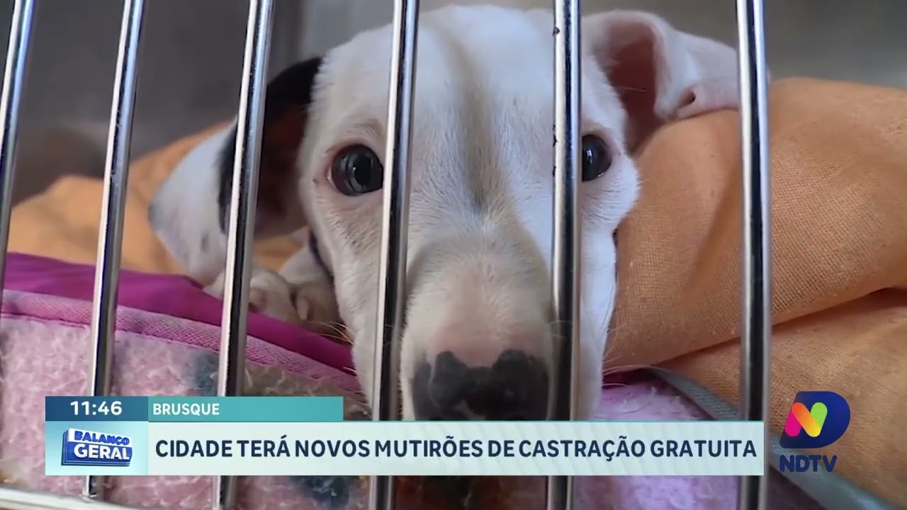 Giro regional: vacinação, demolição na Praia Brava, castração e Fenarreco