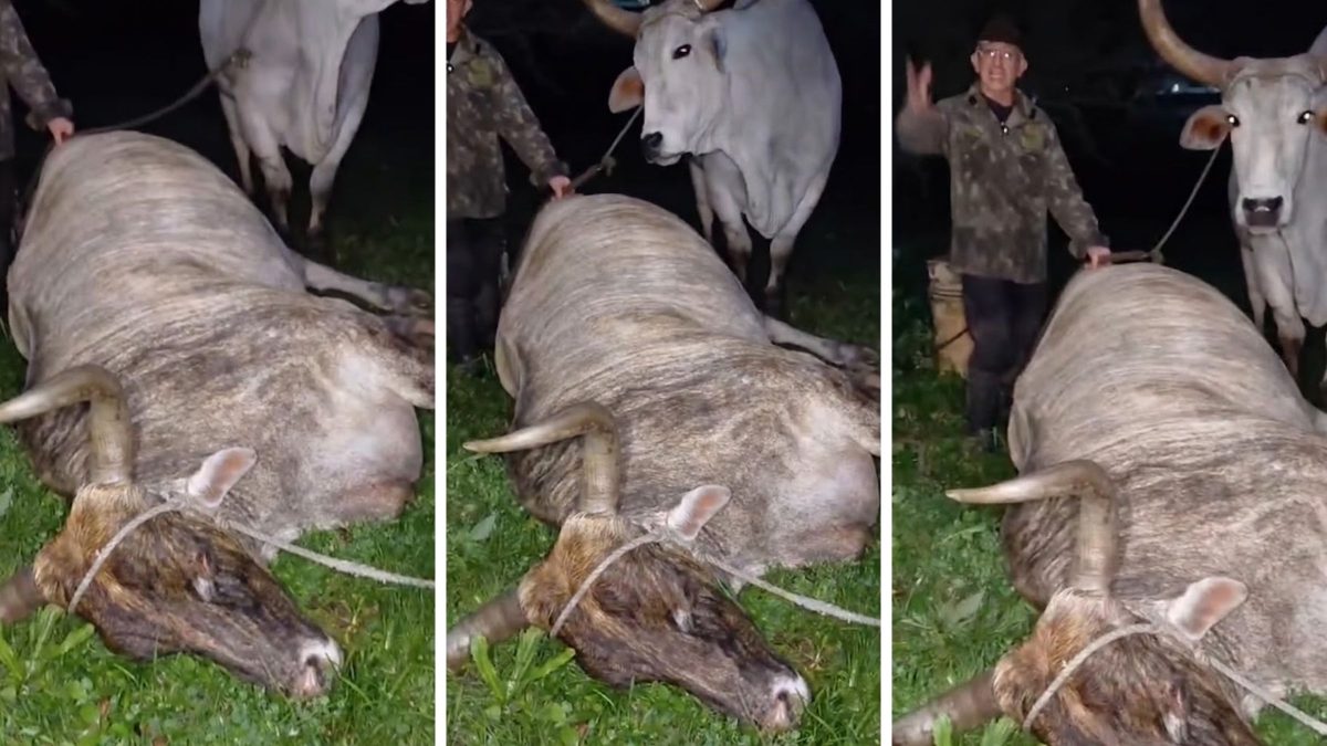 Morre ‘Tigrinho’, o boi mais velho do Brasil aos 33 anos e cena de despedida emociona em SC: ‘Eu não deixei ir para o açougue, deixei para morrer comigo’