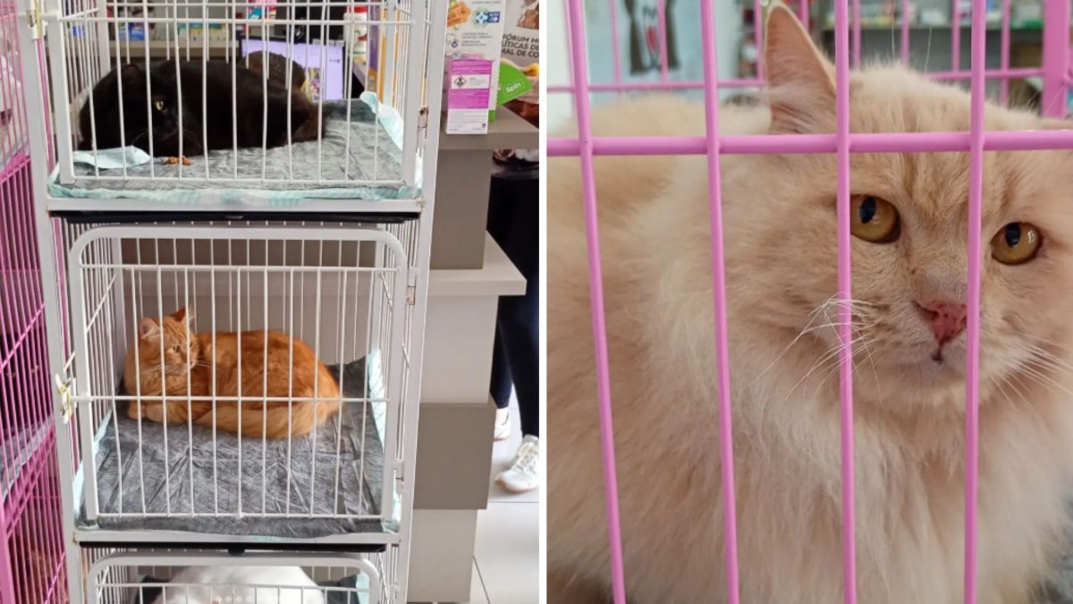 Primeiros gatos resgatados do apartamento com superpopulação de 400 animais ganham novos lares em SC