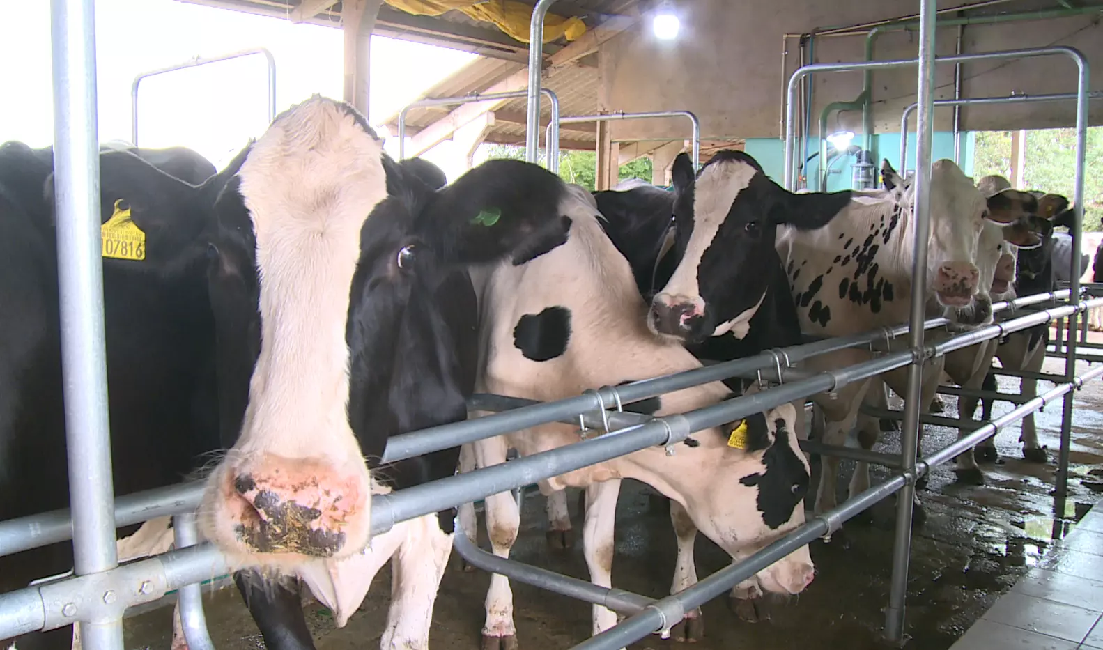 ‘Quem sai da atividade não volta’: crise do leite leva produtores de SC a reagir às importações do Mercosul