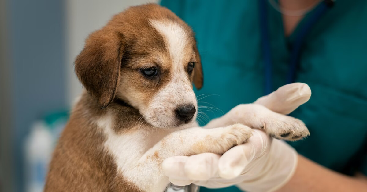 Botuverá abre inscrições para programa de castração, microchipagem e vacinação antirrábica em animais