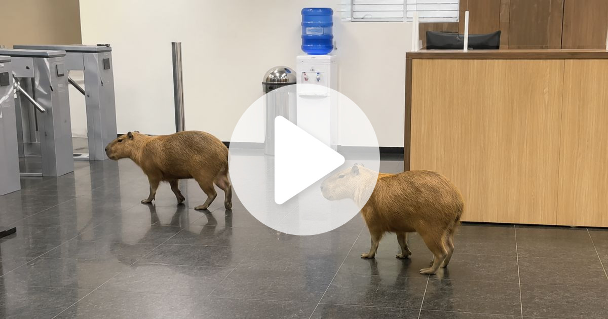 Eles trabalhavam na Assembleia de MT quando a porta se abriu e apareceram capivaras! A surpresa toma conta no momento em que os animais passeiam pela recepção e tentam passar da catraca