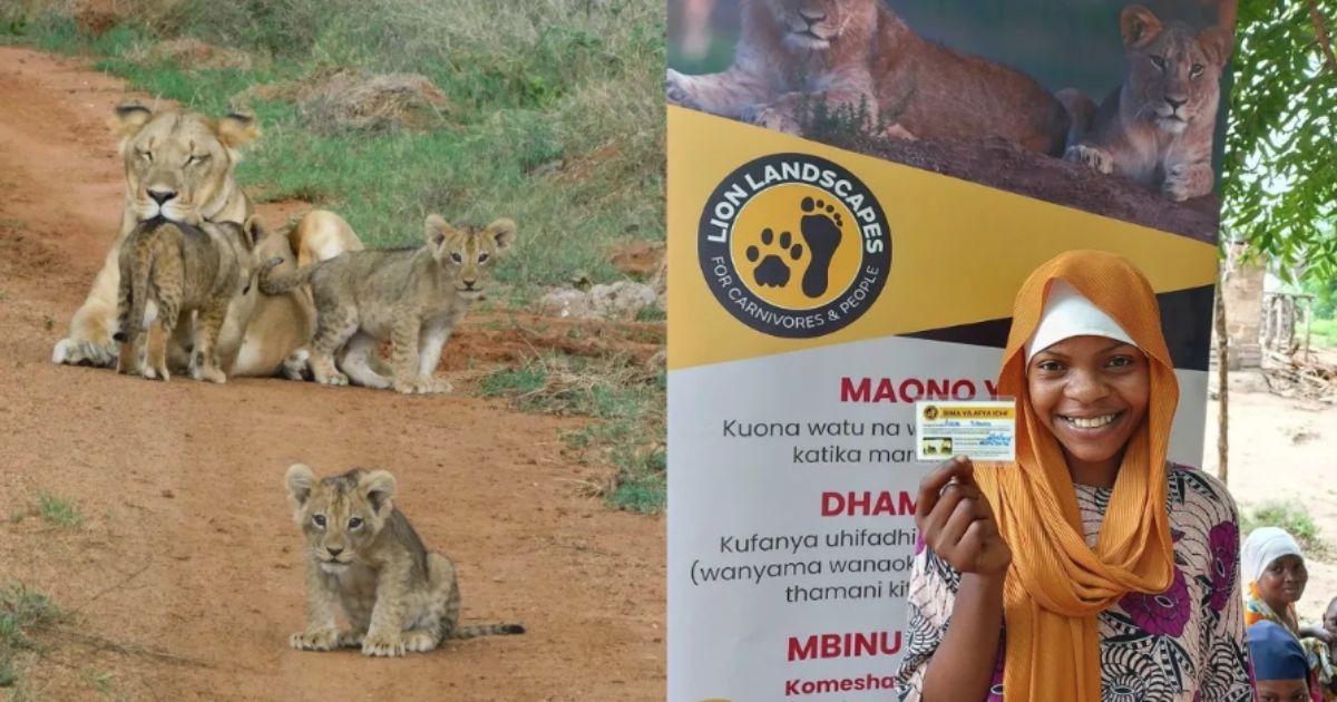 Aldeias africanas trocam o pavor de ataques por fotos de leões e se surpreendem quando os registros de câmeras passam a render assistência médica e material escolar aos moradores