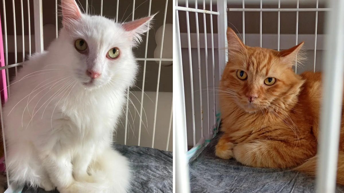 ‘Eles não sabiam brincar’: gatos resgatados de apartamento com 400 animais ainda esperam um lar em SC