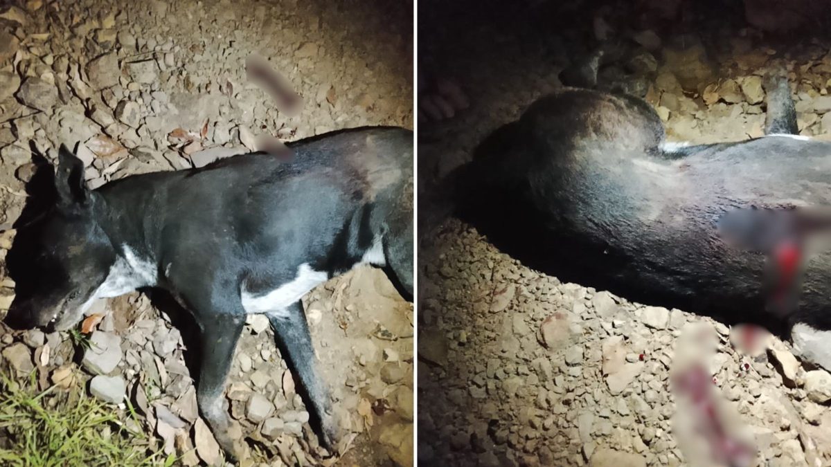 Após ouvir disparo de arma de fogo e gemido de animal, morador encontra cachorro morto em rua de SC