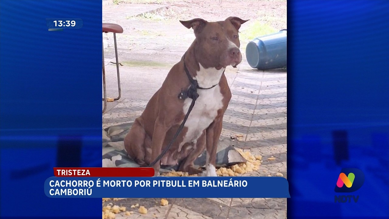 Cachorro morre após ataque de pitbull em Balneário Camboriú