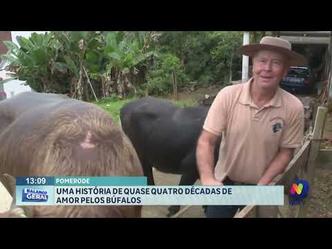 Pomerode: uma história de quase quatro décadas de amor pelos búfalos.