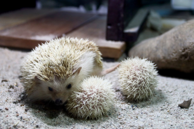 Zoobotânico registra nascimento de quatro filhotes de ouriço-pigmeu-africano