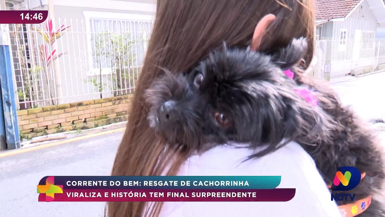 Vídeo de cachorrinha abandonada viraliza e muda o rumo da história