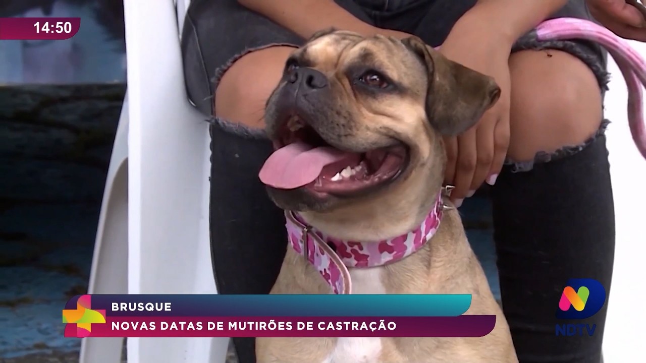 Brusque anuncia novas datas para mutirões de castração gratuita