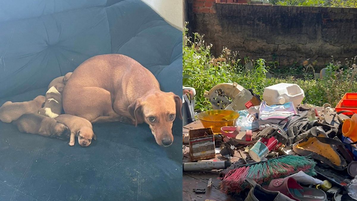 Cena de abandono: duas cadelas e 12 filhotes são encontrados abandonados em meio à sujeira, lixo e pouca comida em casa alugada de SC