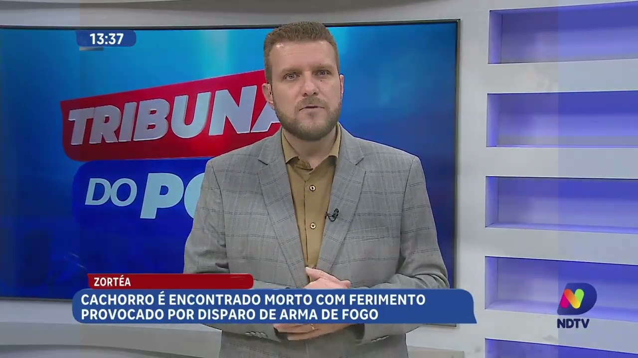 Cachorro é morto a tiros e encontrado em rua de Zortéa
