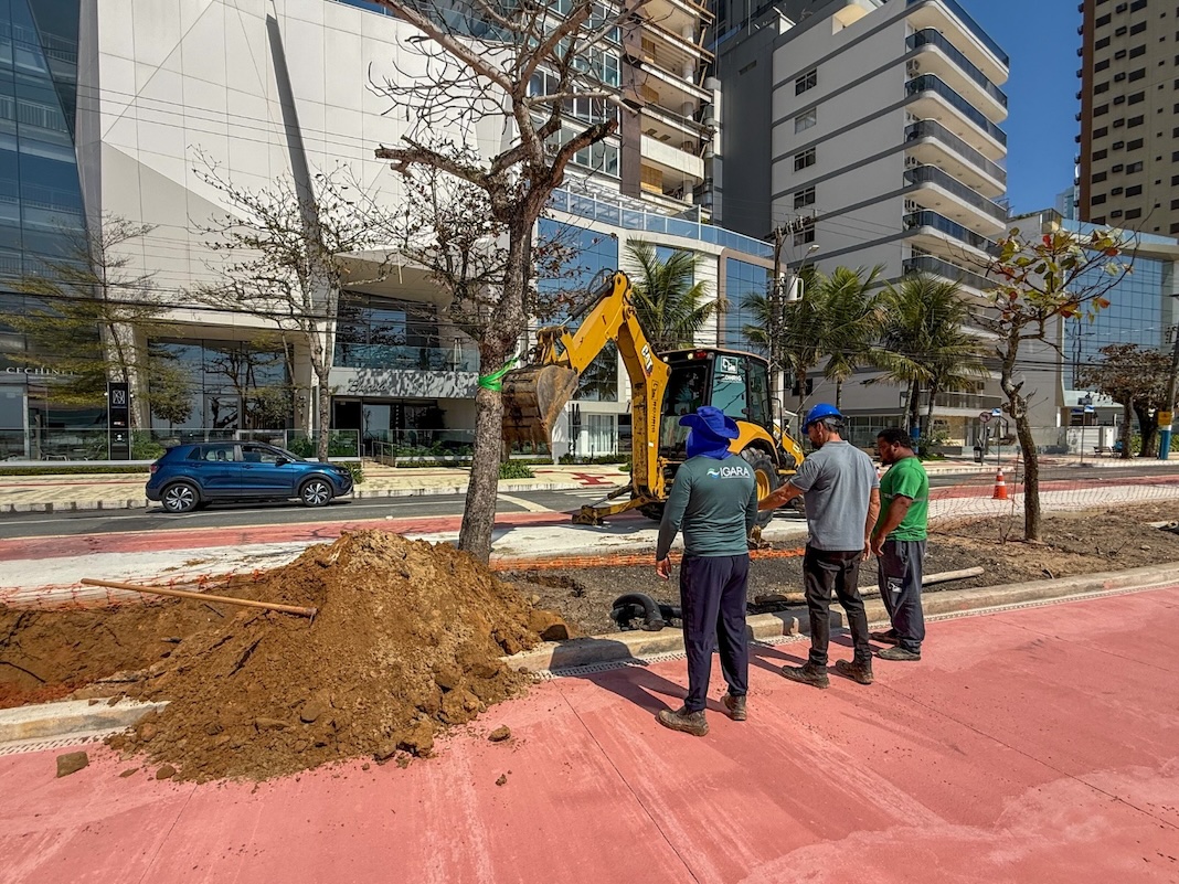 Começa o transplante de árvores no novo trecho da reurbanização da orla de Balneário Camboriú