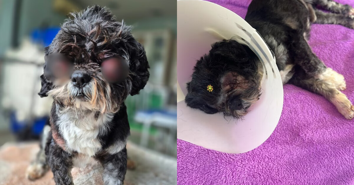Ataque de pitbull preocupa moradores em rua de Guabiruba