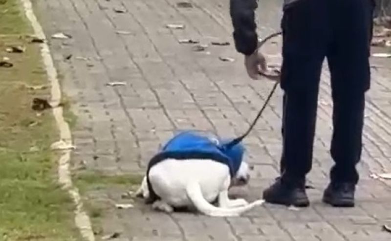 Tutor que agrediu cachorro é preso horas após denúncia em BC