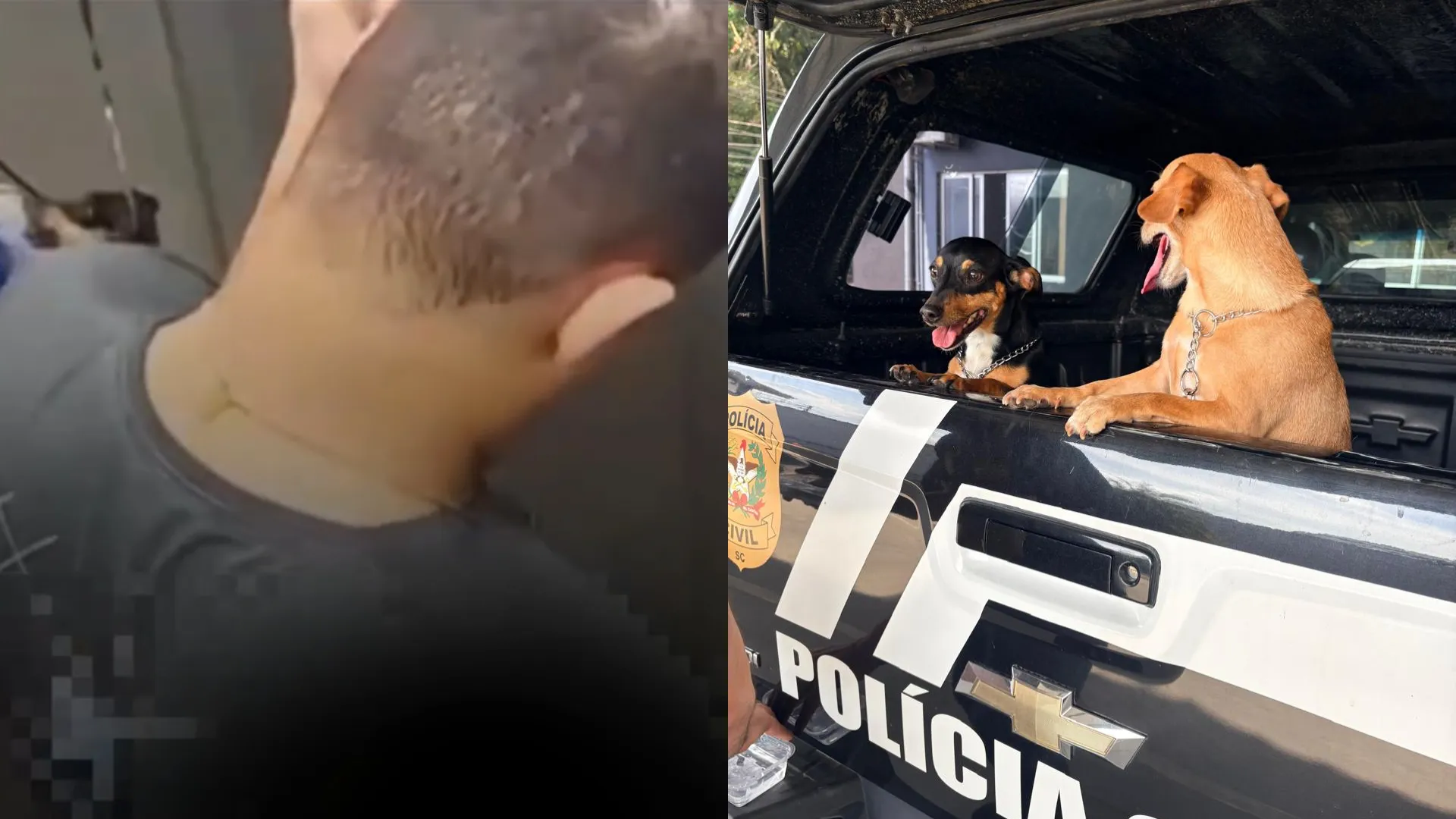 Homem que segurou cadela no ar pela coleira em SC é indiciado por maus-tratos; VÍDEO
