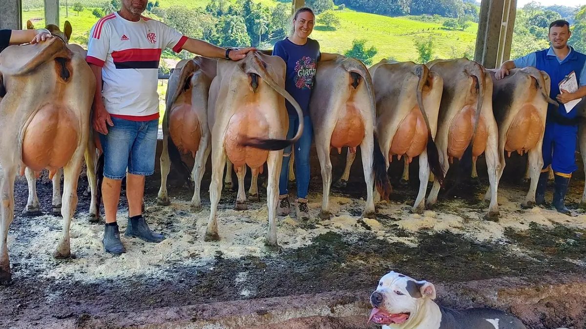 Tecnologia e genética elevam a produção de leite em Santa Catarina