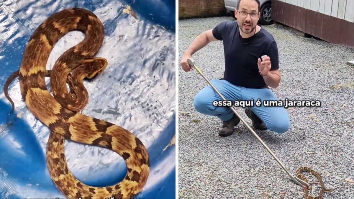 Família encontra cobra mais perigosa do Brasil perto de casa e biólogo faz resgate em SC: ‘Bicho bonito’