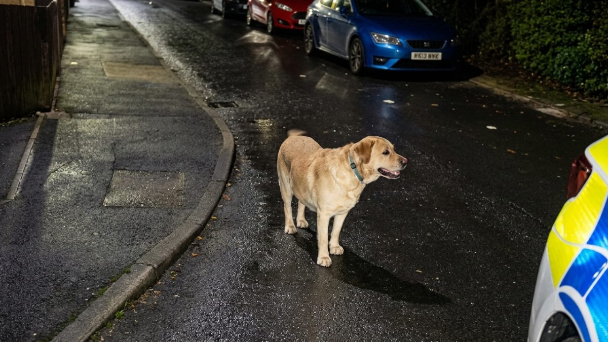 Cachorro foi deixado para trás quando homem de 41 anos fugiu da polícia em uma scooter, mas acabou levando os agentes até onde o dono estava escondido