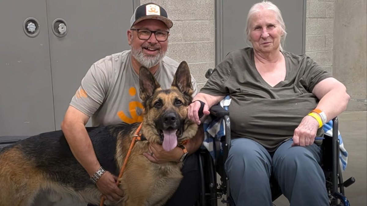A casa já estava em chamas quando o cão de 3 anos começou a bater na porta; a tutora não percebeu o fogo porque havia perdido o olfato, mas animal conseguiu salvar a família