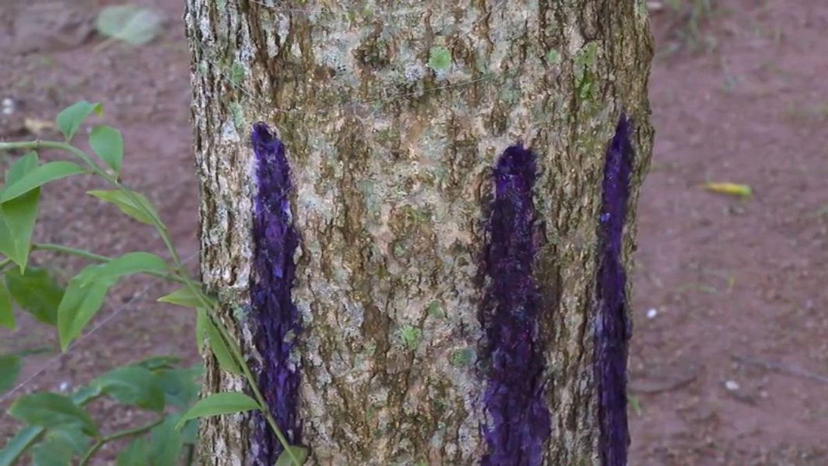 Árvores envenenadas com 'frutas tóxicas' começam a ser retiradas de parque comunitário em Florianópolis