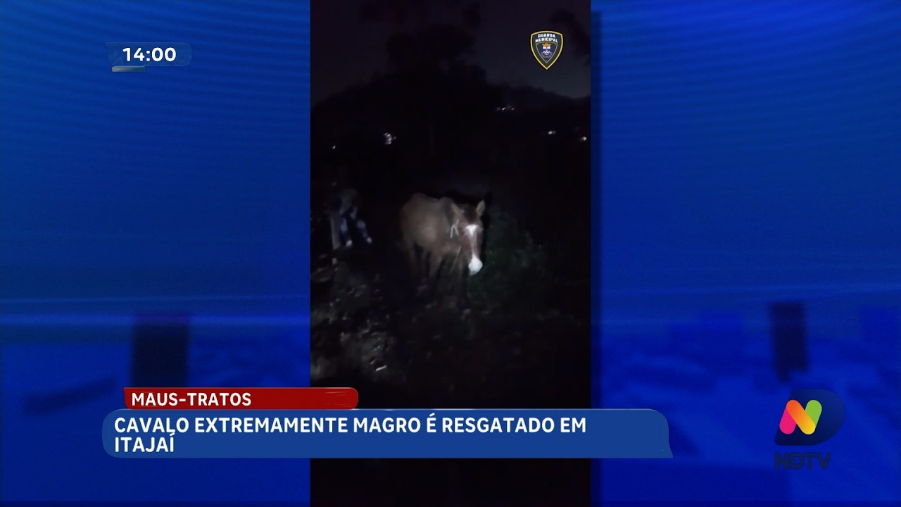 Giro de ocorrências reúne prisões, apreensões e resgate de animal