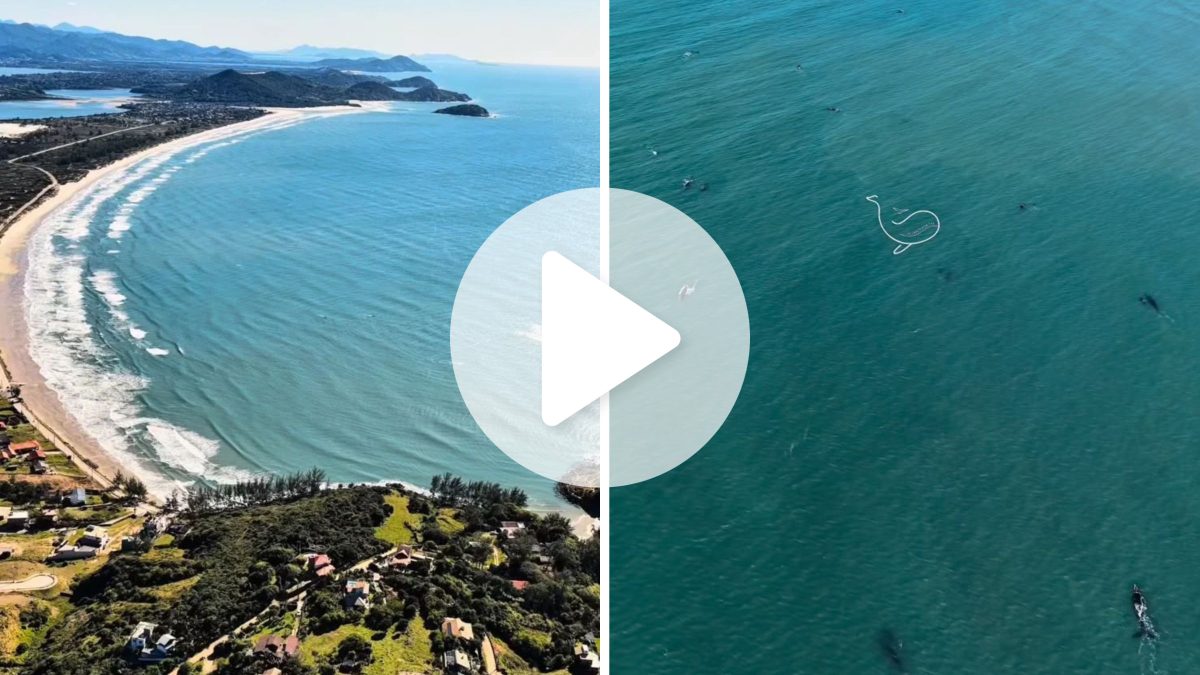 ‘Verdadeiro espetáculo’: registro histórico em praia de SC mostra 24 baleias-francas com filhotes nadando juntas no litoral; veja o vídeo