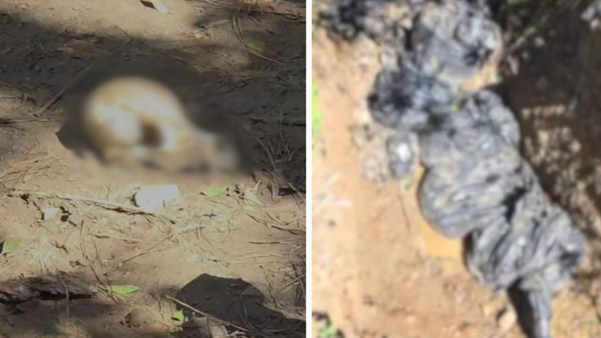 Dezenas de cães são encontrados mortos em estado de decomposição avançada dentro de sacos de lixo em SC