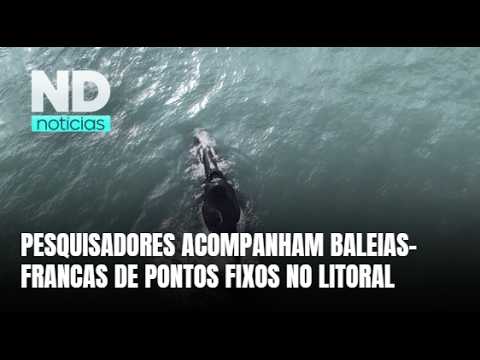 Baleias-francas são monitoradas por pesquisadores no litoral de Santa Catarina