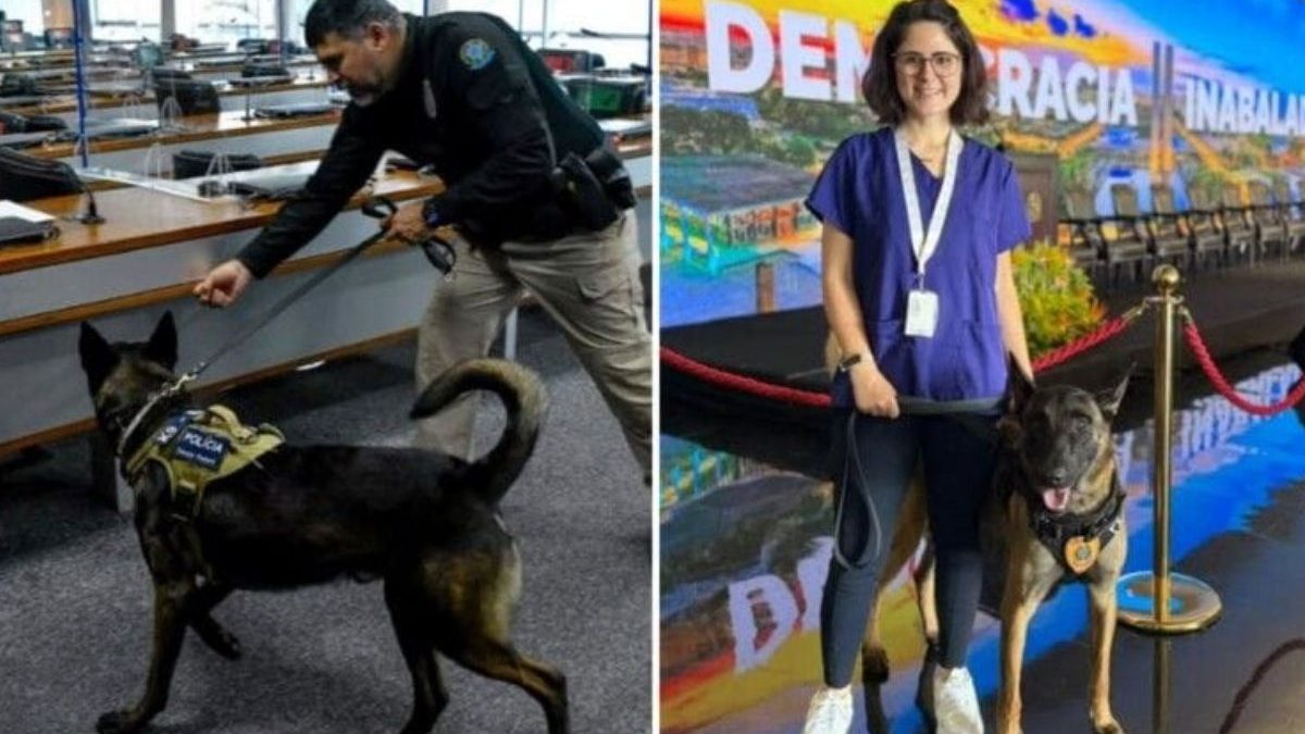Morre veterinária atacada por cão no Senado após mordida no pescoço por pastor-belga
