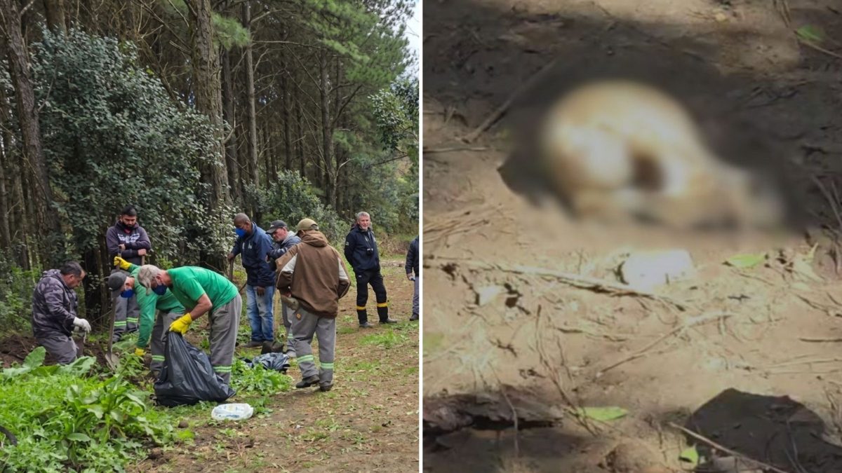 Após dezenas de cães mortos serem encontrados em sacos de lixo, Prefeitura toma medidas urgentes e resgata sobreviventes em SC