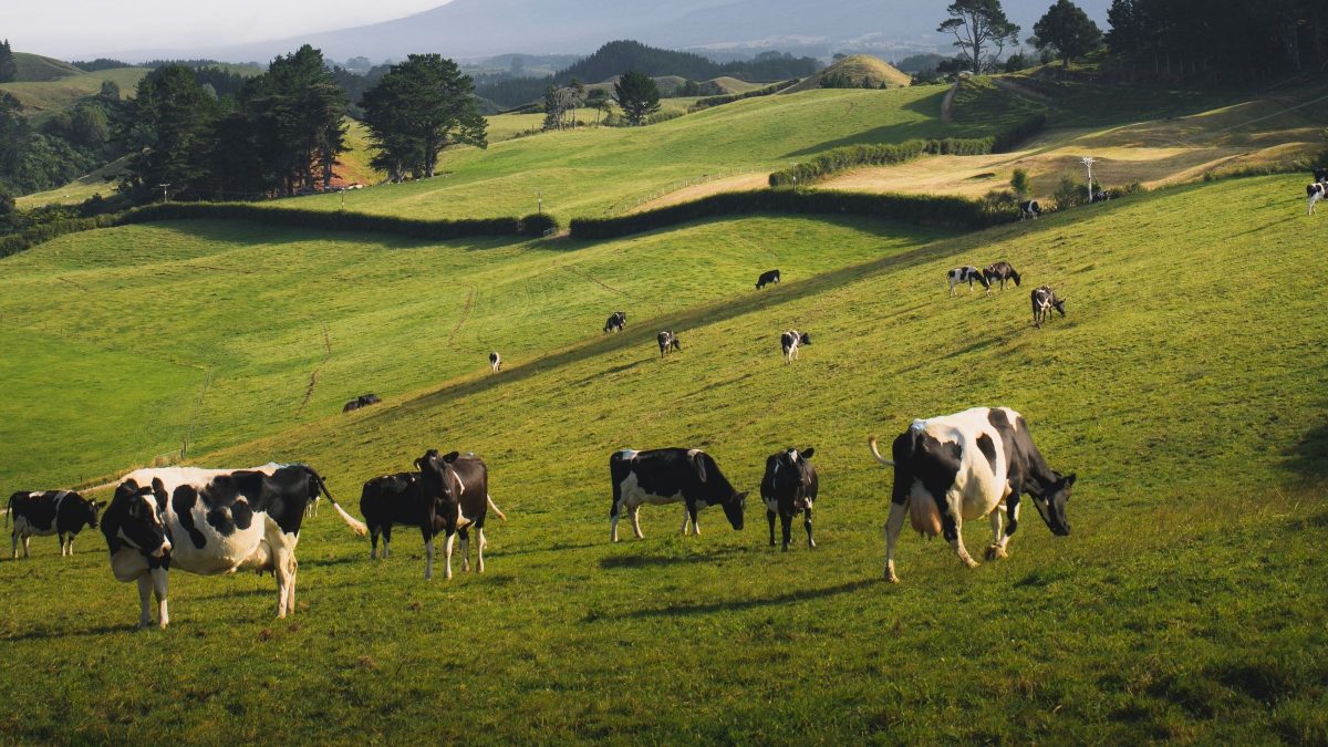 Lavouras e gado em risco com o Super El Niño: estado lança plano inédito para salvar animais de produção em SC