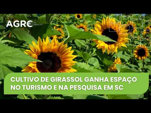 Agro Saúde de Cooperação – Cultivo de Girassol