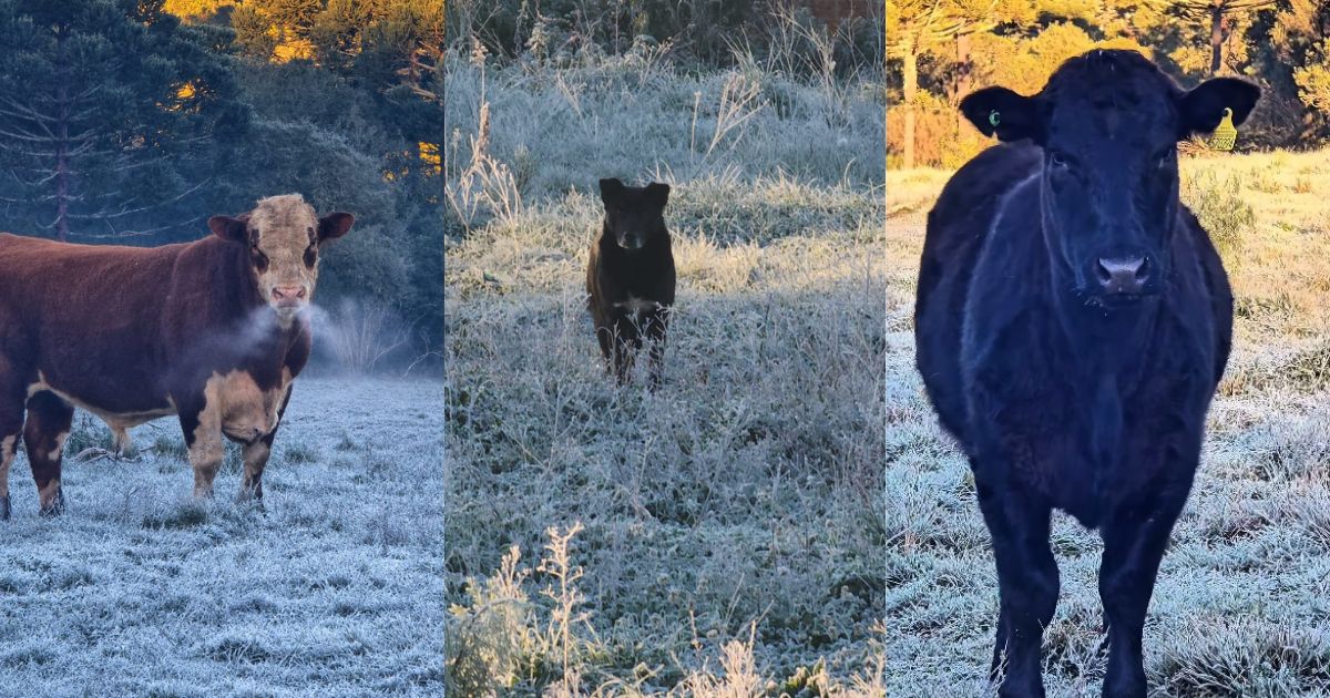 'Bafo do touro congelando': geada cobre paisagem, mas frio intenso não espanta animais na Serra catarinense