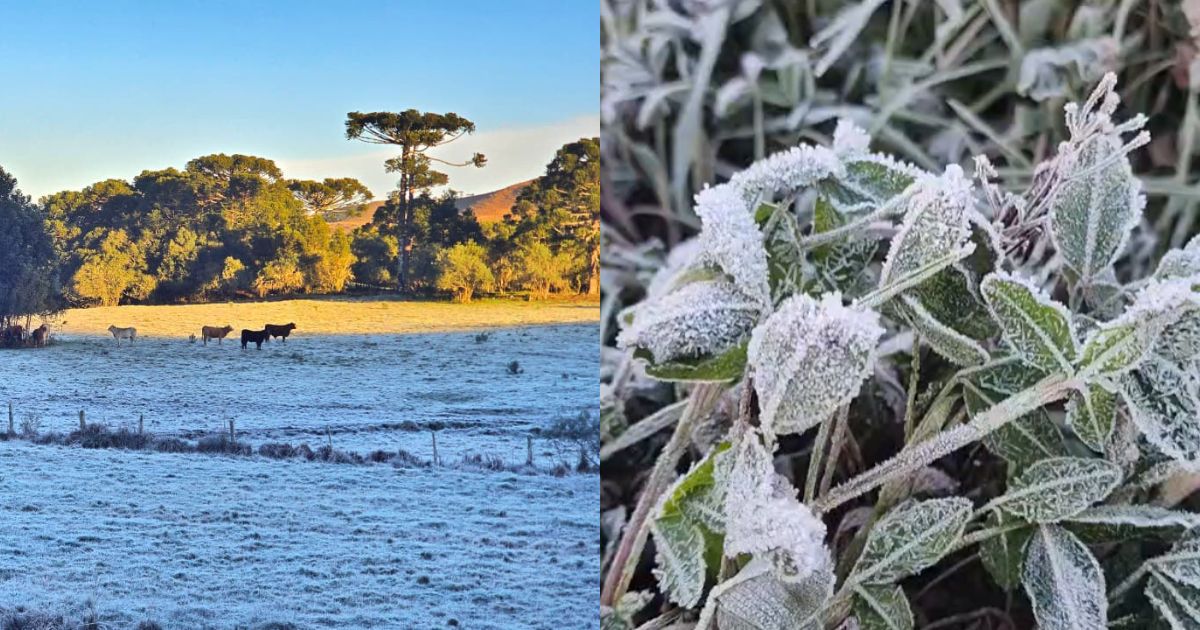 Com -9,1ºC, SC registra segunda menor temperatura do ano e cidade da Serra catarinense quase quebra próprio recorde