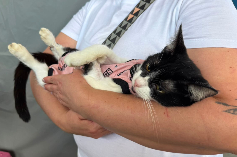 Bairro Cordeiros recebe mutirão de castração e atende 200 pets nesta segunda-feira (24)
