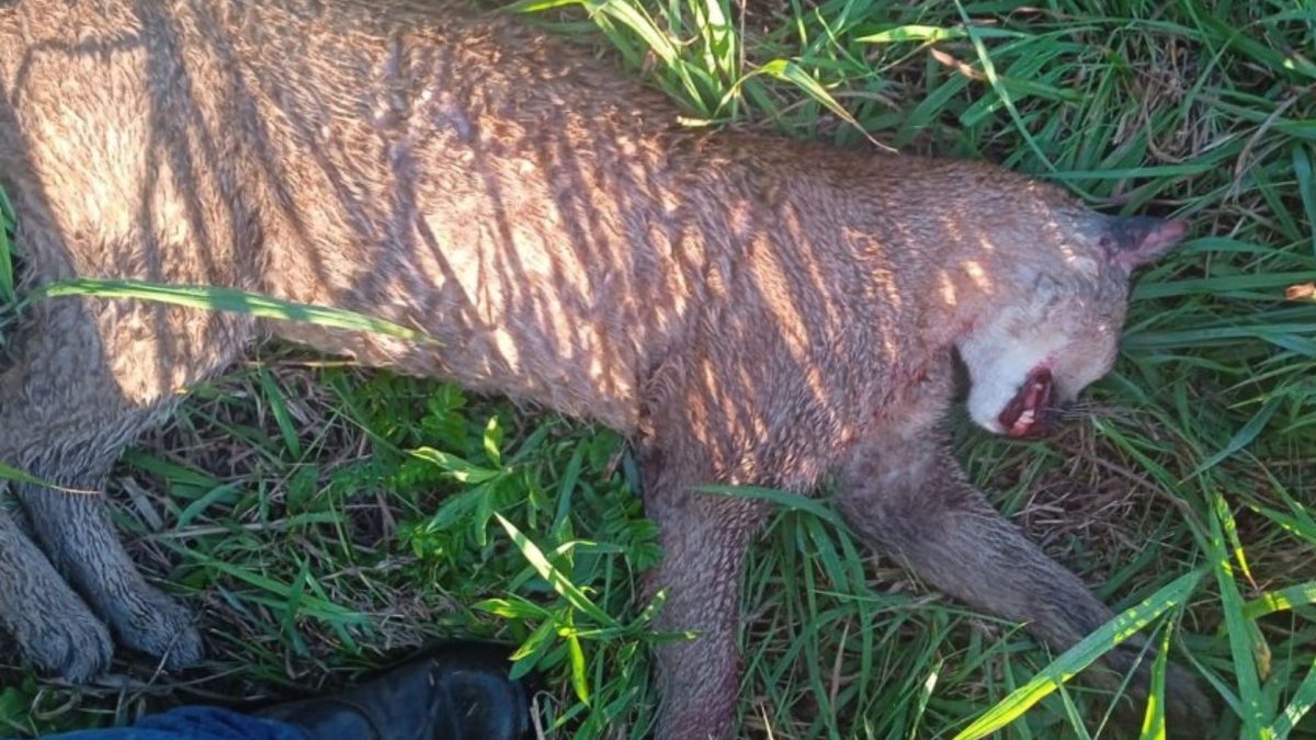 Felino silvestre é encontrado morto às margens da BR-280 em SC: ‘Pode ser onça’