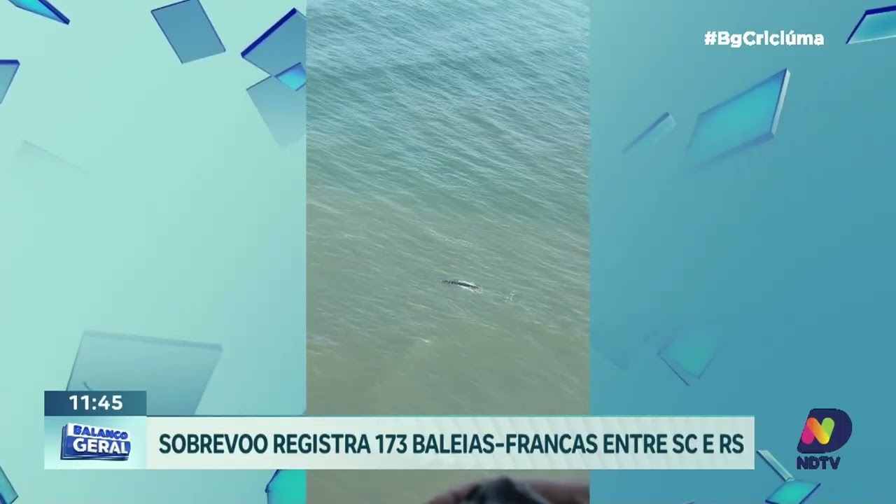 Sobrevoo registra concentração de baleias-francas em Imbituba