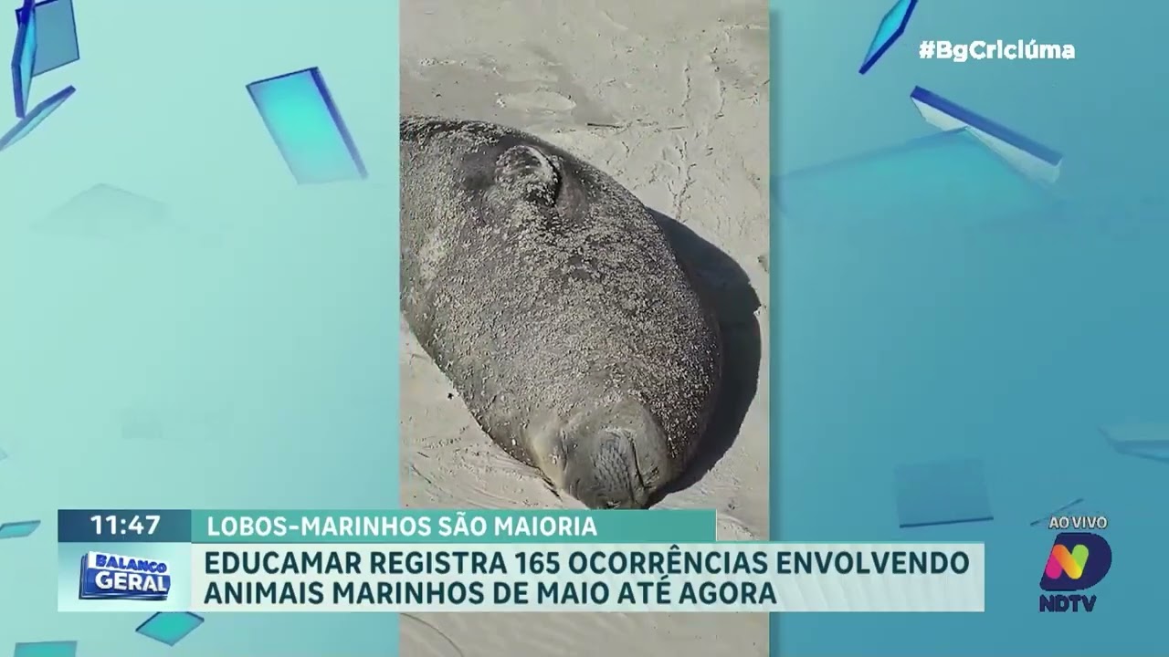 Educamar registra 165 resgates de animais marinhos em praias do Sul de SC