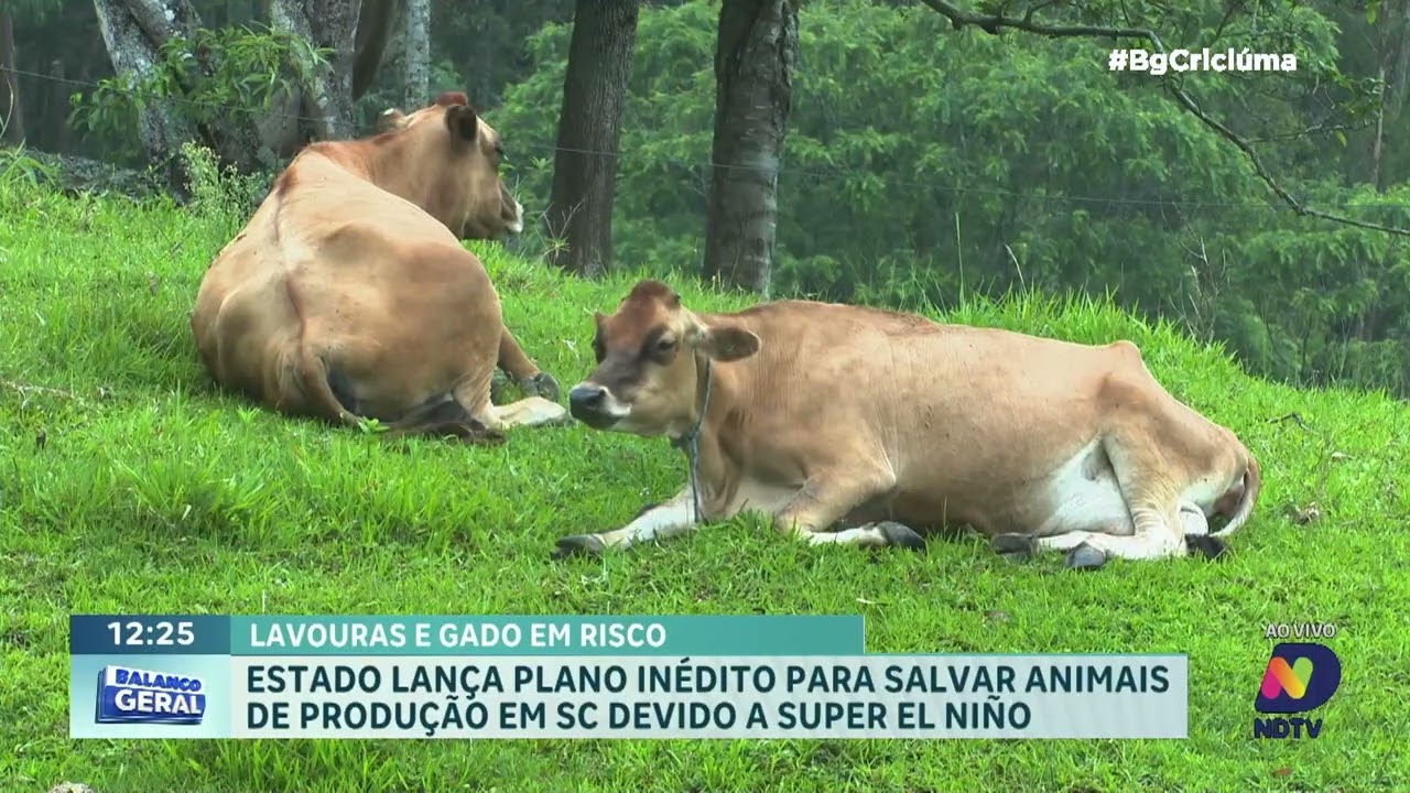 SC lança plano para proteger lavouras e animais do El Niño