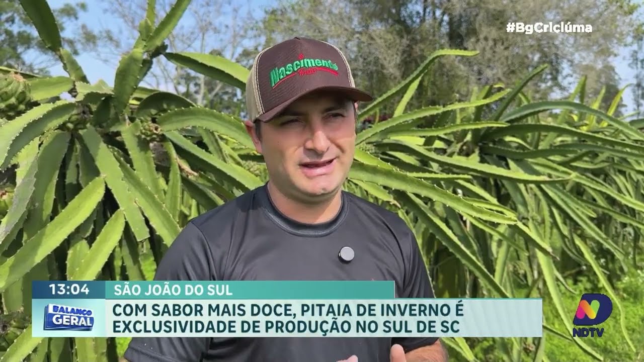 São João do Sul se destaca na produção de pitaia de inverno