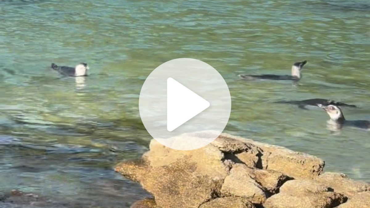 Pinguins invadem praia e dão show de simpatia durante banho de mar em praia paradisíaca de águas cristalinas em SC