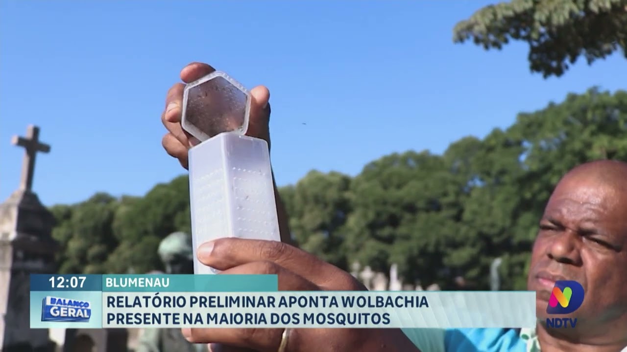 Blumenau: relatório preliminar aponta wolbachia presente na maioria dos mosquitos