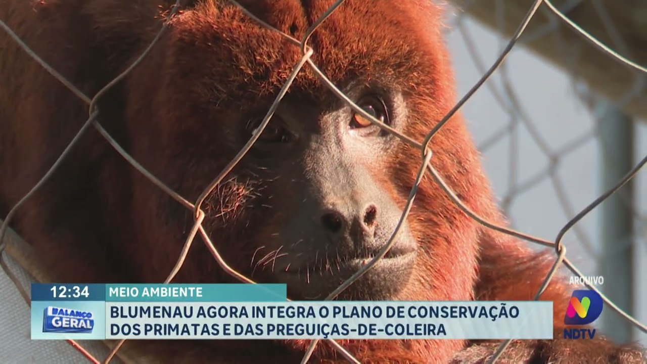 Meio Ambiente: Blumenau agora integra o plano de conservação dos primatas e das preguiças-de-coleira