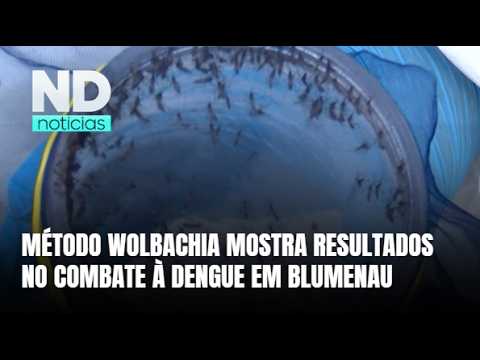 Blumenau começa a colher resultados do método Wolbachia contra dengue