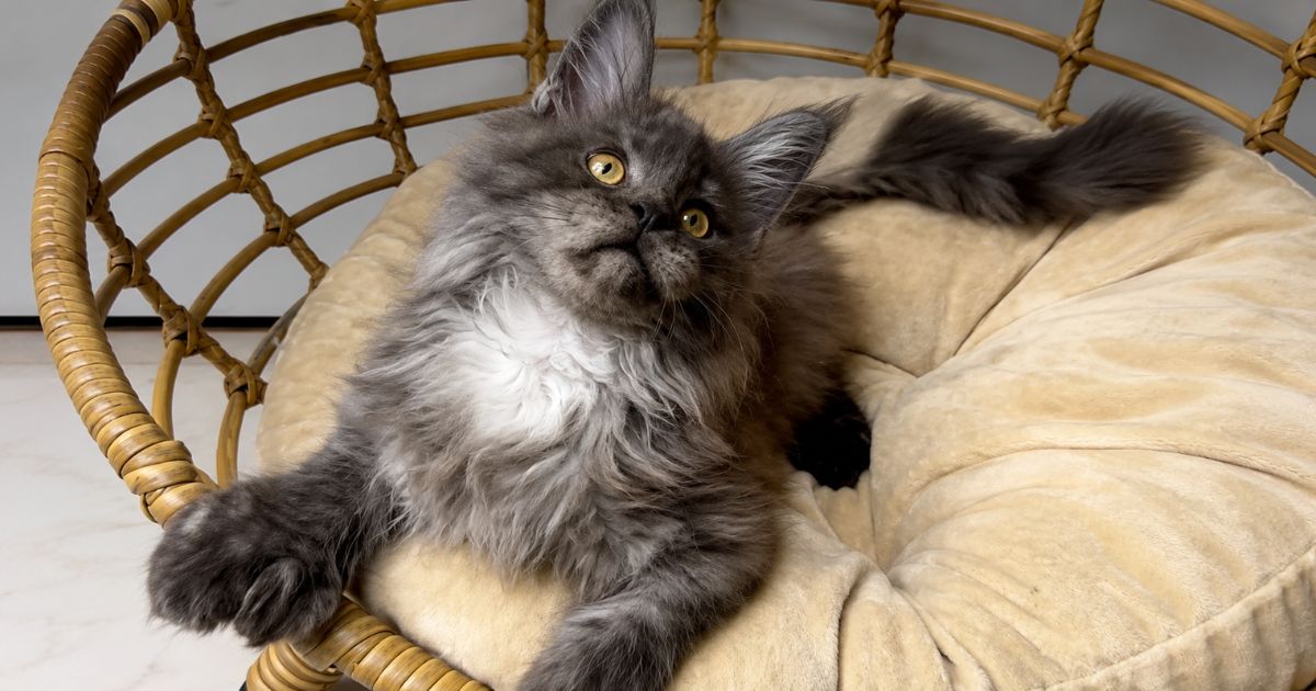 Ao analisarem o gato, tutores não esperavam encontrar 29 dedos nas patas e se surpreenderam ao descobrir que o felino superou uma marca histórica e entrou para o guia dos recordes mundiais