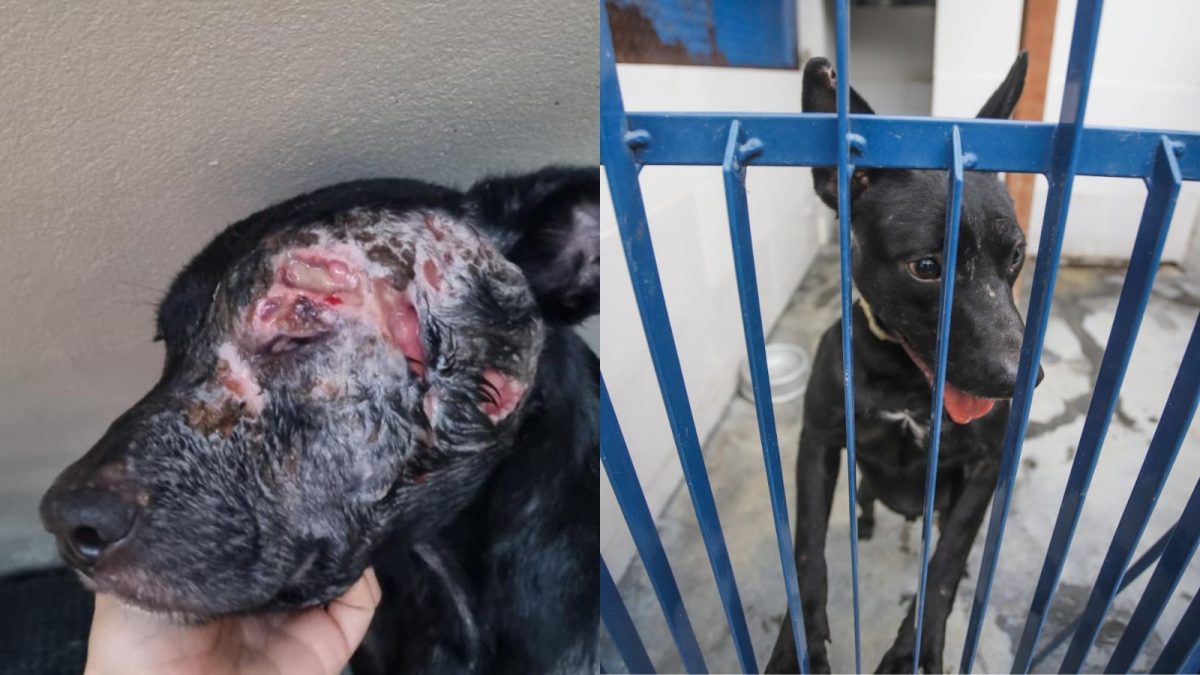 Florianópolis é a primeira cidade do Brasil oferecer tratamento gratuito contra Leishmaniose Visceral Canina